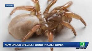 Image result for spider