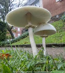 Attēlu rezultāti vaicājumam “Cirriphyllum piliferum sporophyte”