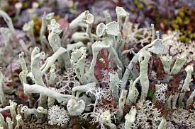 Attēlu rezultāti vaicājumam “Cladonia floerkeana”