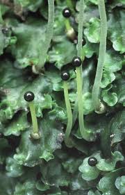 Attēlu rezultāti vaicājumam “Pellia epiphylla sporophyte”