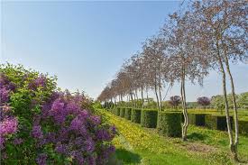 Attēlu rezultāti vaicājumam “Betula pendula flower”