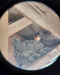 Attēlu rezultāti vaicājumam “Hirundo rustica nest”