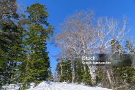 Attēlu rezultāti vaicājumam “Abies mariesii”