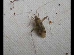 Attēlu rezultāti vaicājumam “Phytocoris tiliae”