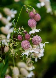 Attēlu rezultāti vaicājumam “Silene chlorantha”