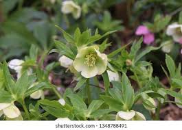 Image result for Christrose