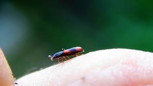 Attēlu rezultāti vaicājumam “Bitoma crenata”