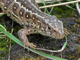 Attēlu rezultāti vaicājumam “Lacerta agilis female”