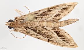 Attēlu rezultāti vaicājumam “Crambidae”