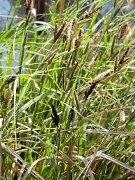Attēlu rezultāti vaicājumam “Carex acutiformis leaf”