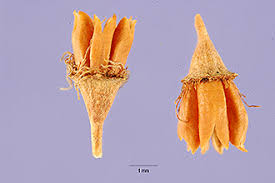 Attēlu rezultāti vaicājumam “Spiraea salicifolia”