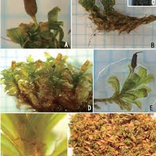 Attēlu rezultāti vaicājumam “Saelania glaucescens sporophyte”