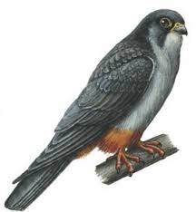 Image result for Falco amurensis