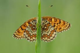 Attēlu rezultāti vaicājumam “Melitaea phoebe underside”