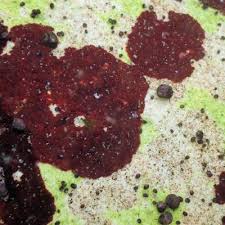 Attēlu rezultāti vaicājumam “Hildenbrandia rivularis”