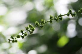 Attēlu rezultāti vaicājumam “Agrimonia pilosa”