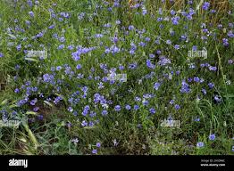Attēlu rezultāti vaicājumam “Cyanus segetum”