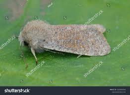 Attēlu rezultāti vaicājumam “Orthosia cruda”