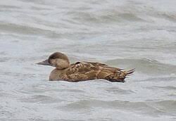Attēlu rezultāti vaicājumam “Melanitta nigra”