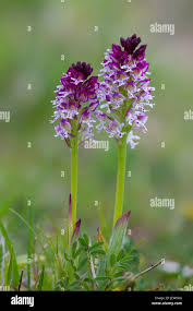 Attēlu rezultāti vaicājumam “Orchis ustulata flower”