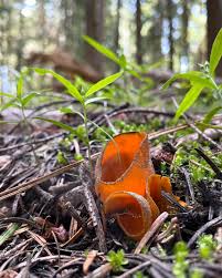 Attēlu rezultāti vaicājumam “Caloscypha fulgens”