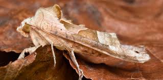 Attēlu rezultāti vaicājumam “Phlogophora meticulosa”