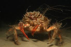 Image result for Maja brachydactyla