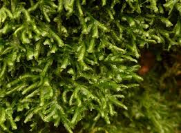 Attēlu rezultāti vaicājumam “Homalia trichomanoides sporophyte”