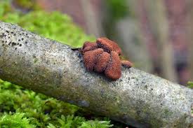 Attēlu rezultāti vaicājumam “Encoelia furfuracea”