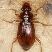 Attēlu rezultāti vaicājumam “Leistus ferrugineus”