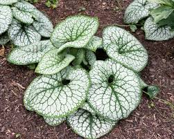 Attēlu rezultāti vaicājumam “Brunnera macrophylla”