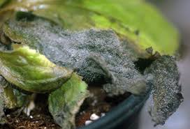 Attēlu rezultāti vaicājumam “Trichia botrytis var. cerifera stalked”