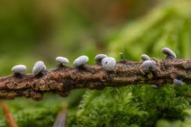 Attēlu rezultāti vaicājumam “Craterium leucocephalum var. scyphoides”