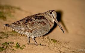 Attēlu rezultāti vaicājumam “Scolopax rusticola”