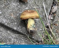 Attēlu rezultāti vaicājumam “Gyroporus cyanescens”