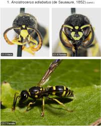 Attēlu rezultāti vaicājumam “Ancistrocerus sp.”