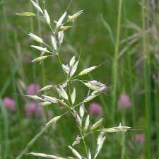 Attēlu rezultāti vaicājumam “Arrhenatherum elatius”