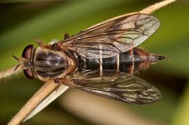 Attēlu rezultāti vaicājumam “Xylophagidae”