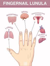 Image result for lunula nail