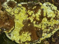 Attēlu rezultāti vaicājumam “Junghuhnia pseudozilingiana”