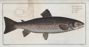 Image result for Salmo trutta trutta