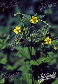 Image result for Geum urbanum