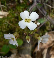 Attēlu rezultāti vaicājumam “Cardaminopsis arenosa leaf”