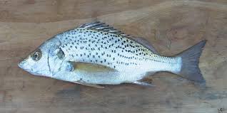 Image result for Pomadasys commersonnii