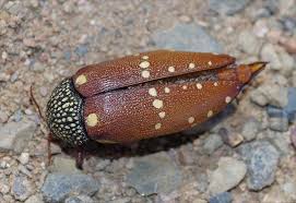 Attēlu rezultāti vaicājumam “Licea castanea macro”