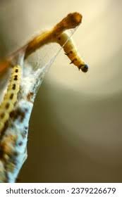 Attēlu rezultāti vaicājumam “Yponomeuta evonymella larva”