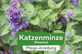 Image result for Katzenminze