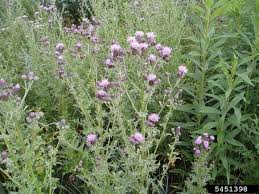 Attēlu rezultāti vaicājumam “Urophora cardui”