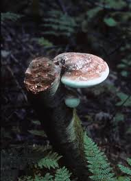 Attēlu rezultāti vaicājumam “Piptoporus betulinus”