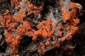 Attēlu rezultāti vaicājumam “Erythricium aurantiacum”